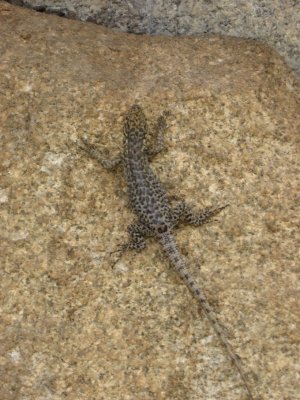 Lizard