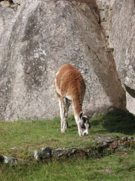 Llama