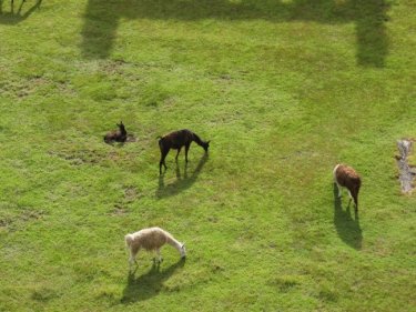 Llamas
