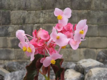 Begonias
