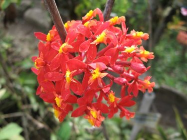 Orange flower