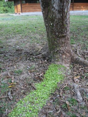 Line of leaf-cutter ants