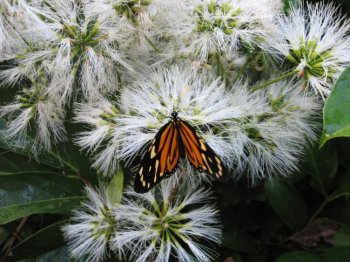 Monarch
