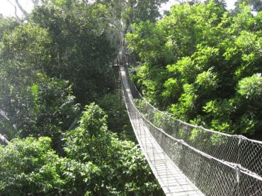 Canopy walkway