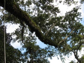 Tree branch