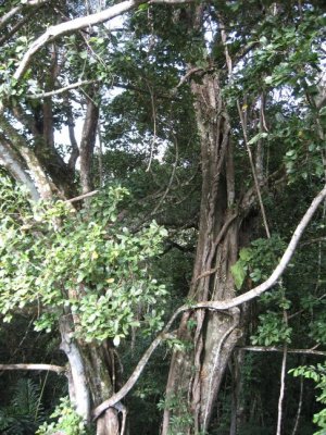 Ficus