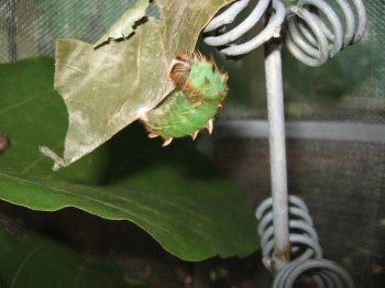 Green caterpillar