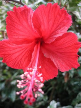 Hibiscus