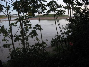 river thru the trees