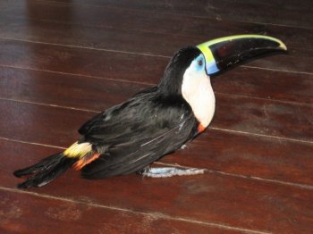 toucan