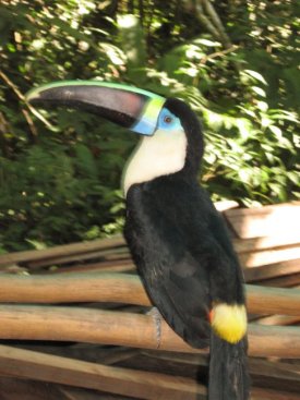 toucan