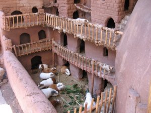 Cuy in Pisac