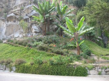Garden by the stream