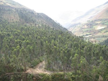 Eucalyptus groves