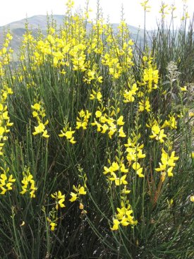 Yellow flowers
